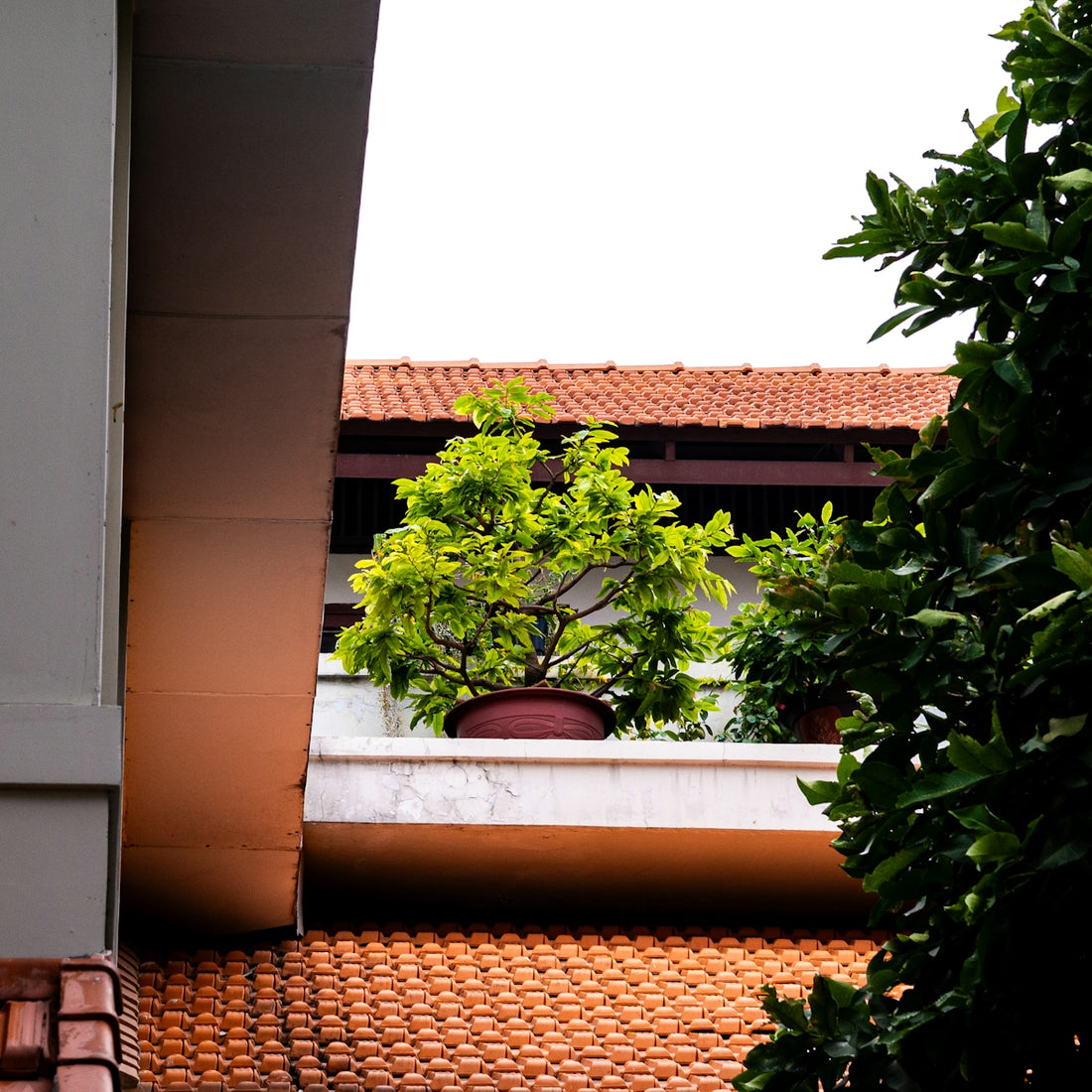 Potted tree on a balcony with tiled roof.