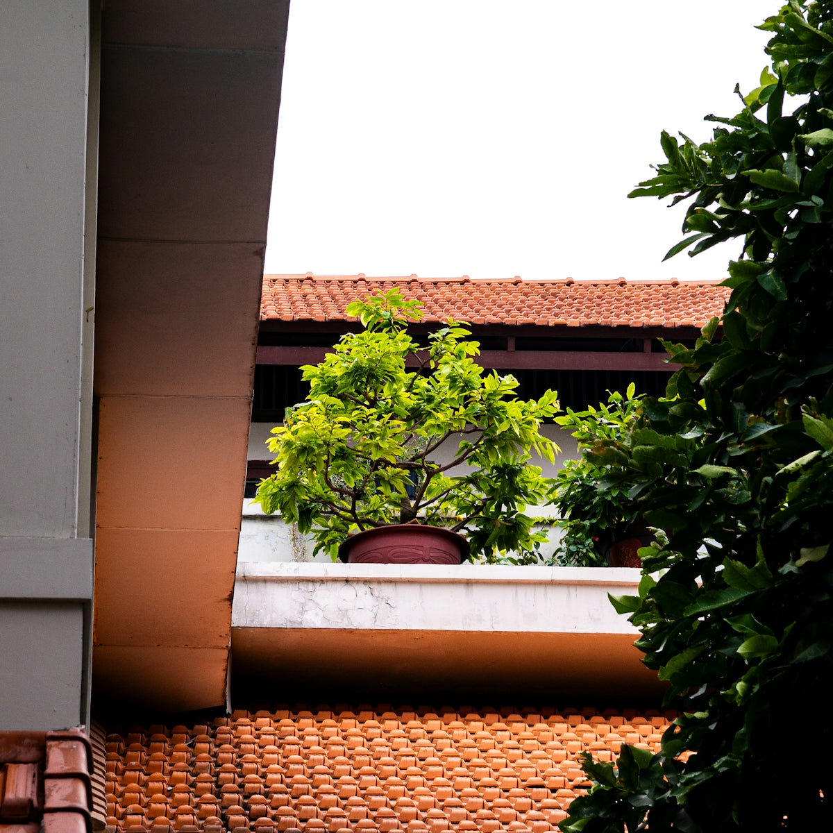 Potted tree on a balcony with tiled roof.