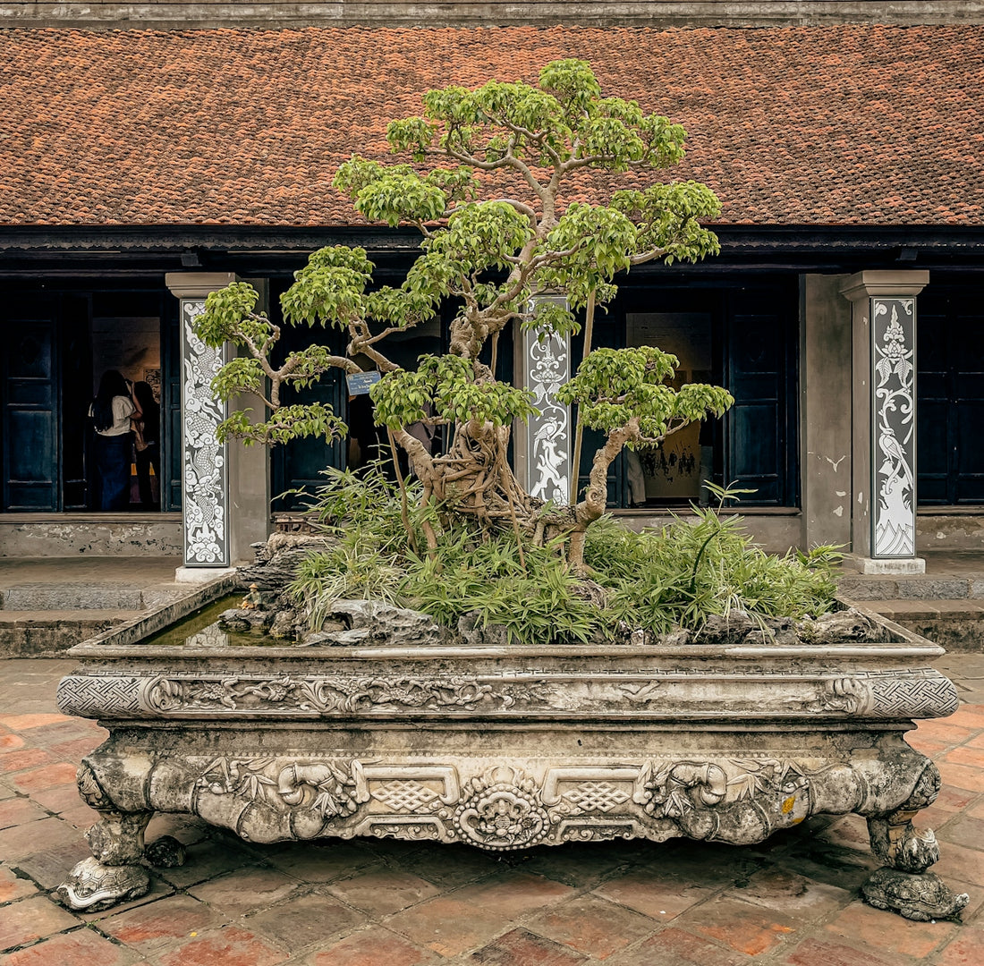 An ornate stone planter holds a lush bonsai tree.