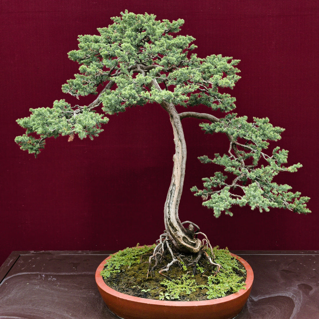 A meticulously shaped bonsai tree with lush green foliage.