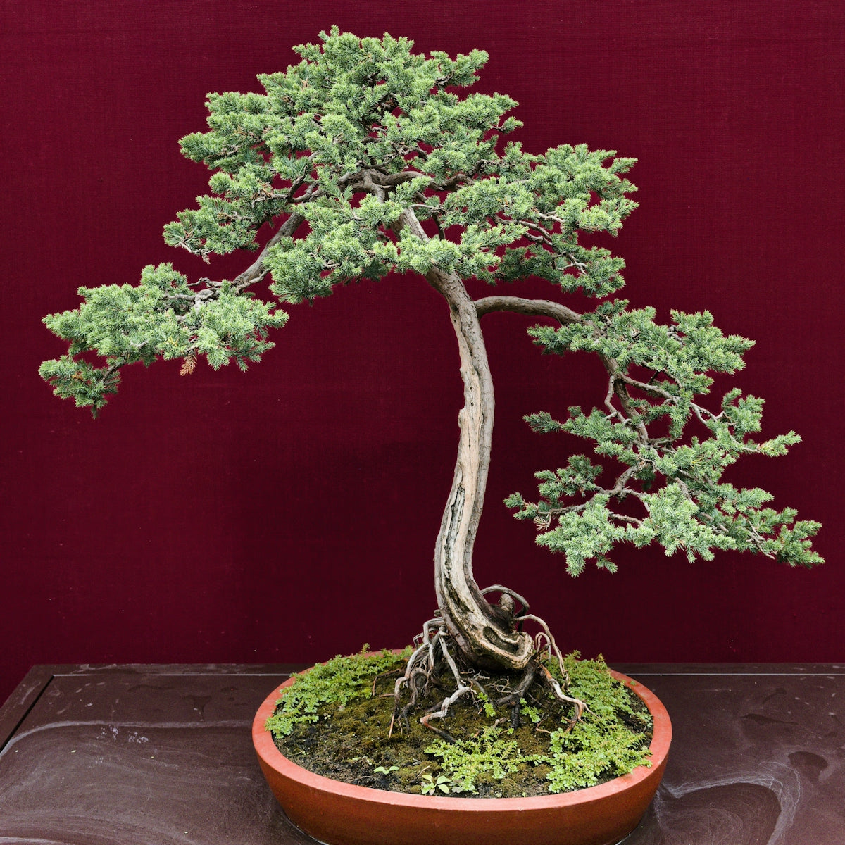 A meticulously shaped bonsai tree with lush green foliage.