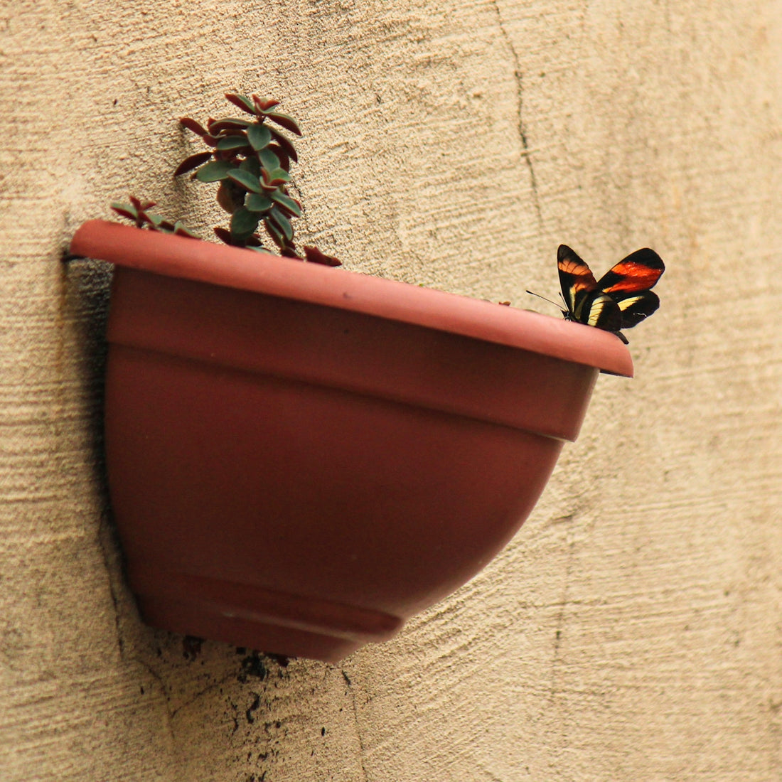 A butterfly rests on a potted plant on a wall.