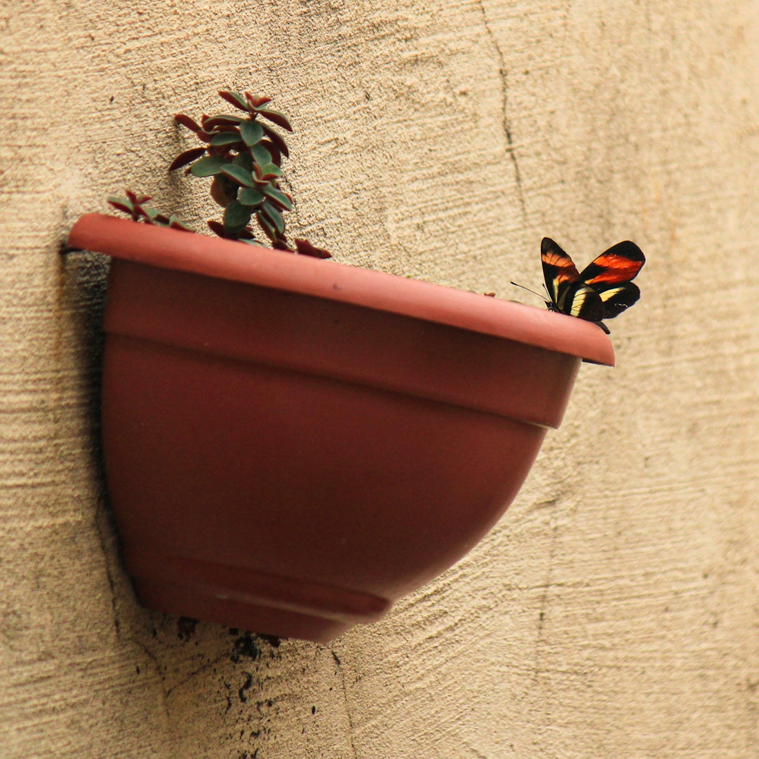 A butterfly rests on a potted plant on a wall.