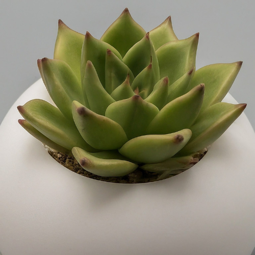 A Care Guide to Help Your Succulent Plants Thrive Indoors