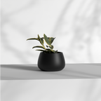 Blob S Gallery by The Workshop